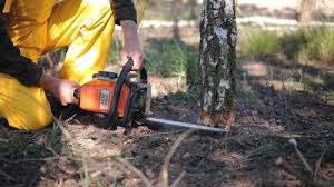 Professional Tree Care in Hewitt, NJ